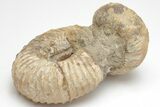 Fossil Heteromorph (Nostoceras) Ammonite - Madagascar #207547-3